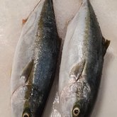 Fresh Yellowtail